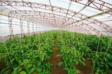 Green pepper grown in greenhouse