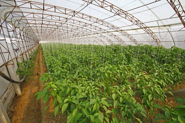 Green pepper grown in greenhouse