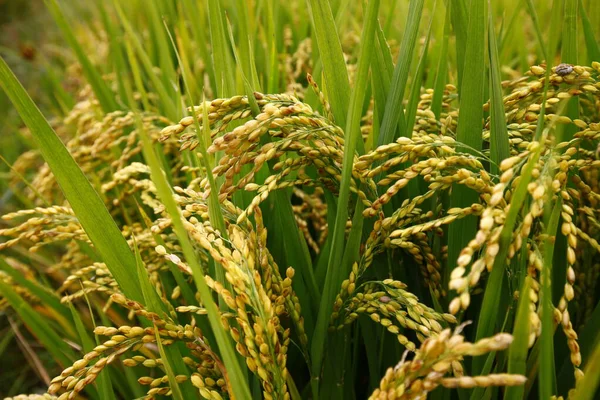 Sonbahar pirinç tarlaları 