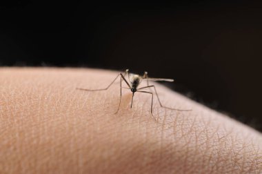 Sivrisinekler insan derisine kan emer ve yakın mesafeden ateş eder..