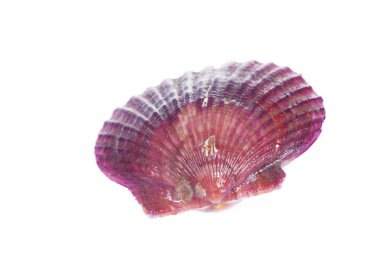 Deniz tarakları beyaz bir arkaplanda izole edilmiş, çok taze.