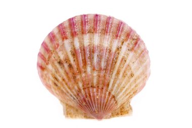 Deniz tarakları beyaz bir arkaplanda izole edilmiş, çok taze.