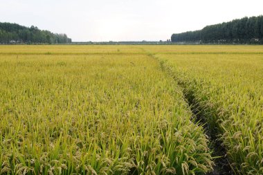 Sonbaharda olgun pirinç tarlaları, bereketli bir hasat manzarası.