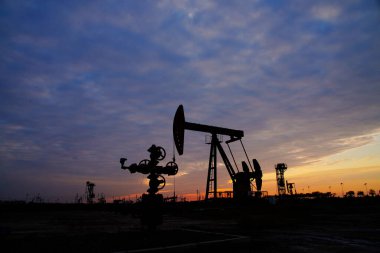 Yeşil fasulyeler vahşi doğada yetişir, yakın plan resimler. 