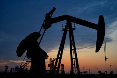 Yeşil fasulyeler vahşi doğada yetişir, yakın plan resimler. 