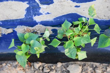 Patates sarmaşıkları ve yaprakları düzgünce dikilmiş ve plastik filmle kaplanmış..