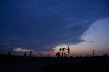 Yeşil fasulyeler vahşi doğada yetişir, yakın plan resimler. 