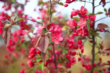 Çin çiçekli yaban elması, çok güzel.