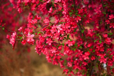 Çin çiçekli yaban elması, çok güzel.