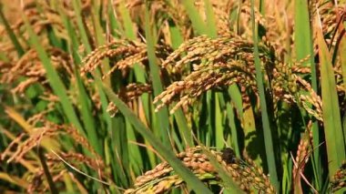 Olgun pirinç çiftliği, rüzgarda sallanan pirinç