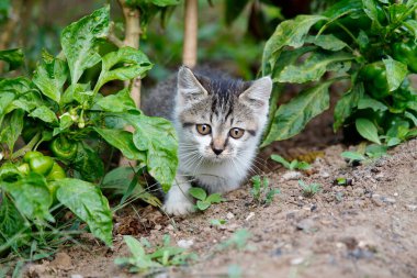 Bir kedi portresinin yakın çekimi, açık havada oynamak, çok sevimli bir kedi..