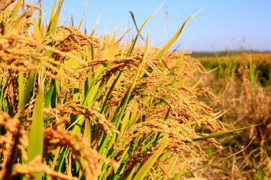 Sonbaharda olgun pirinç tarlaları, bereketli bir hasat manzarası.