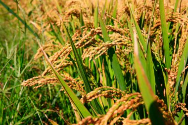 Sonbaharda olgun pirinç tarlaları, bereketli bir hasat manzarası.