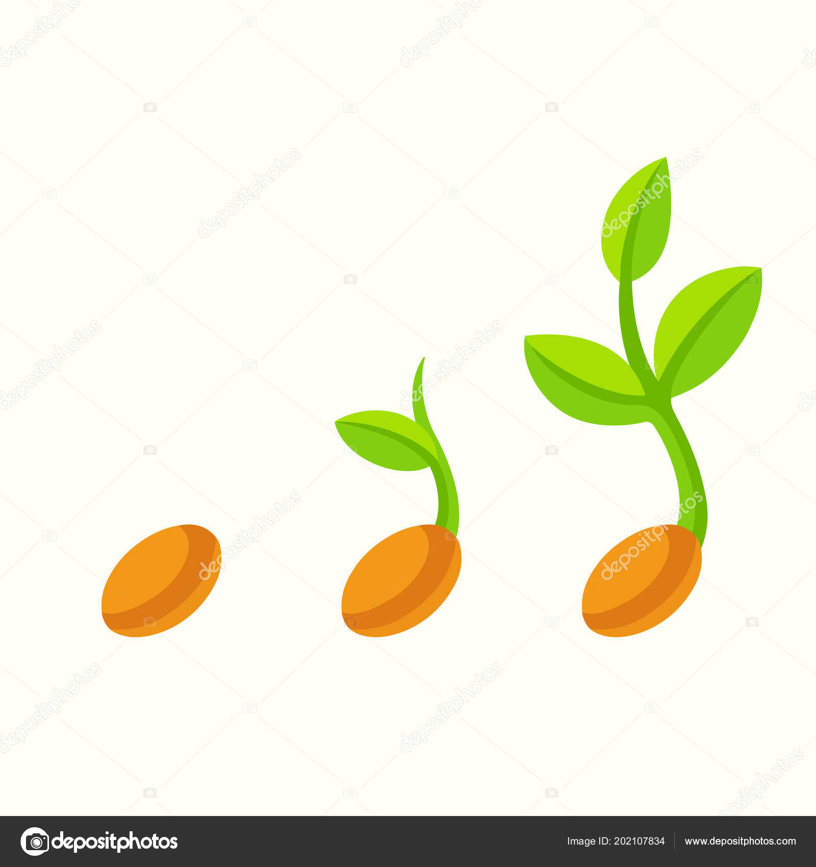 Sprouting Seed Cartoon Illustration Plant Seedling Different Stages  Isolated Vector Stock Vector Image by ©Sudowoodo #202107834