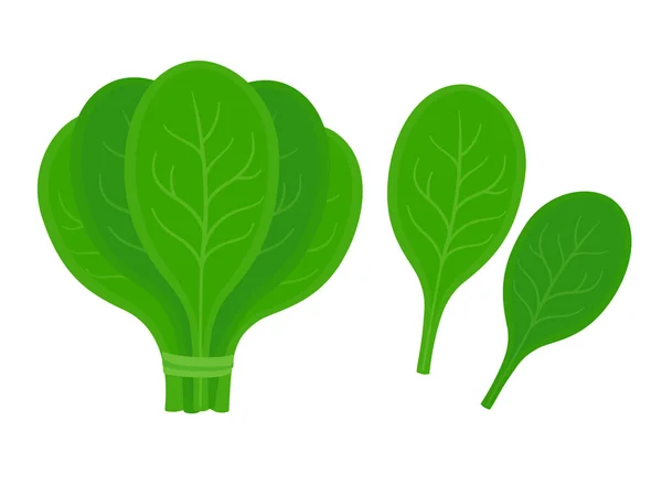 Foglie di spinaci freschi — Vettoriale Stock