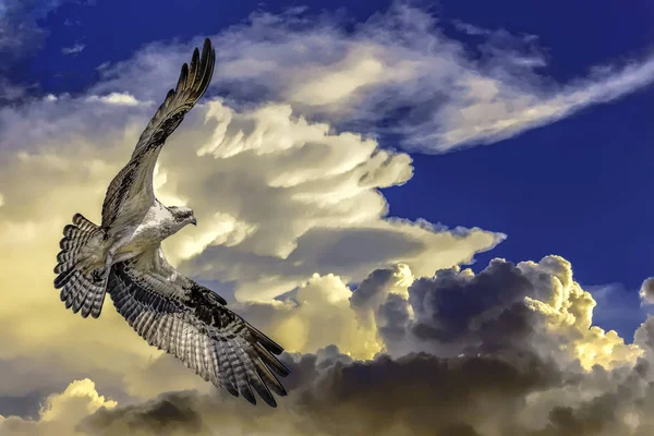 Osprey Volando Viento Que Dirige Hacia Luz Imágenes de stock libres de derechos