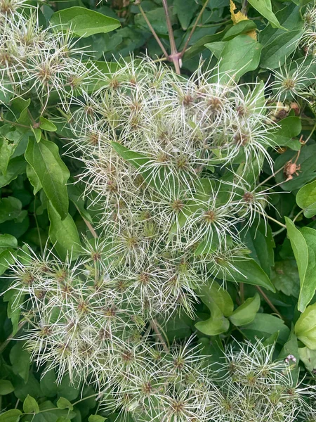 Güzel botanik fotoğrafı, doğal duvar kağıdı.