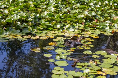 Zambaklar ve kaplumbağaların güneşlendiği güzel bir gölet, sonbahar fotoğrafı.