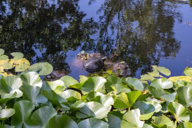 Zambaklı göl ve kaplumbağa, sudaki bir ağacın yansıması.