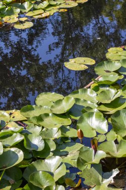 yeşil su zambağı gölette