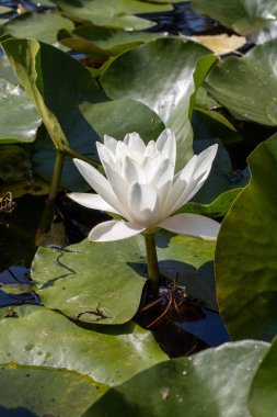 Göletteki beyaz çiçek, Lotus