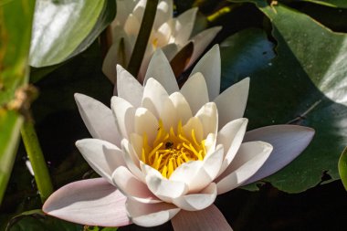 Beyaz nilüfer veya lotus çiçeği.