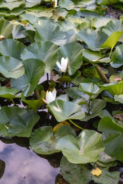 Nilüferler gölette