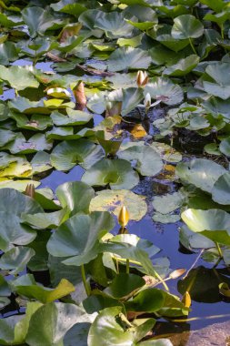 Su zambakları gölette