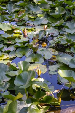 Yansımalı güzel nilüfer çiçeği