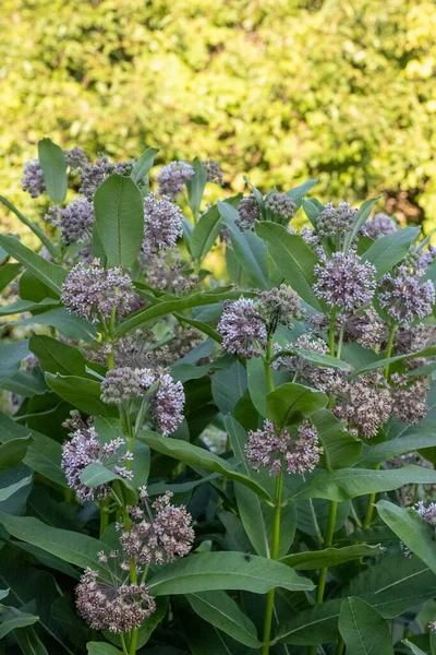 Bir tarlada yaygın pamuk çiçeklerinin yakın çekimi.