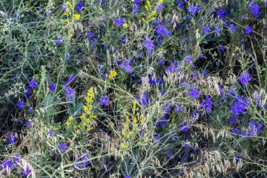 Bahçedeki mavi çiçekler