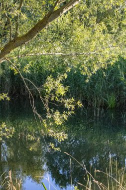 Yazın ormandaki nehir