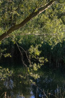a beautiful view of trees and green forest in a sunny day