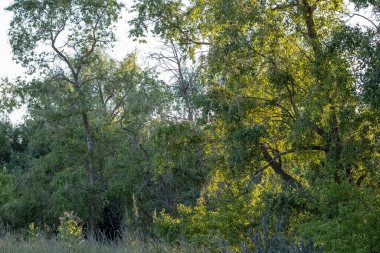 Ormandaki güzel bir ağaç manzarası.