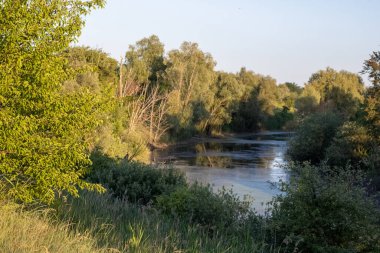 river with a green grass and a small tree in the foreground.