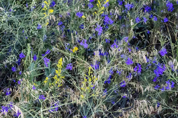 Bahçedeki mavi çiçekler