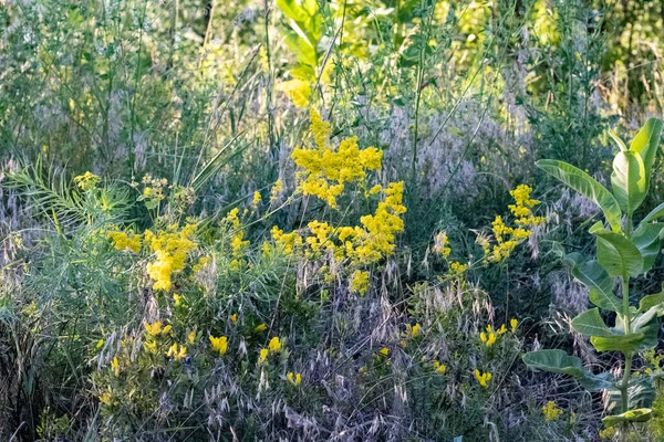 Sarı çiçekler, yabani otlar.