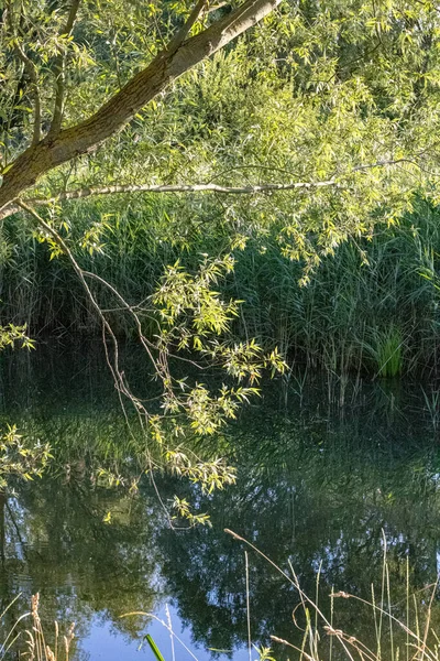 Yazın ormandaki nehir