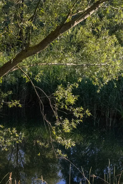a beautiful view of trees and green forest in a sunny day