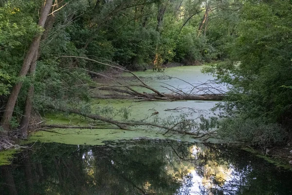 Ormandaki güzel bir nehir manzarası
