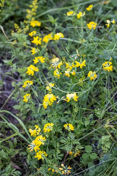 Bahçedeki güzel sarı çiçekler