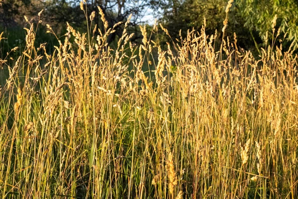grass and golden sunset on a field