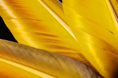 papağan tüyleri renkli tüyler,