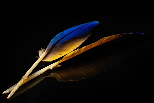 Перья Цветные Перья Попугая — стоковое фото