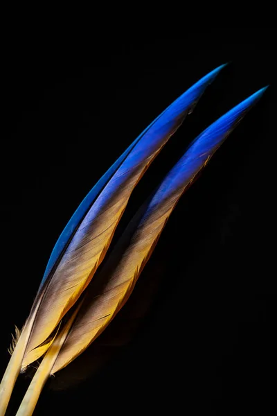 Plumes Plumes Perroquet Couleur — Photo