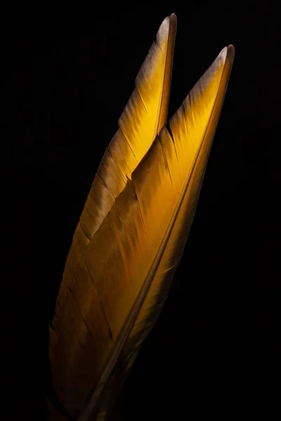 Перья Цветные Перья Попугая — стоковое фото