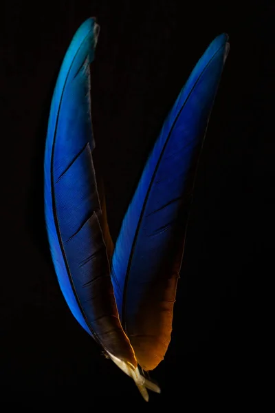 Papağan Tüyleri Renkli Tüyler — Stok fotoğraf