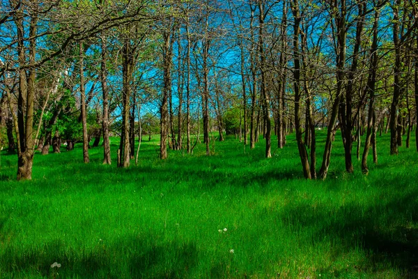 Grüne Lichtung Wald — Stockfoto
