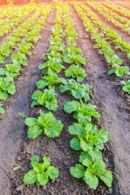 Yeşil lahana bir sebze araziler uyumludur.