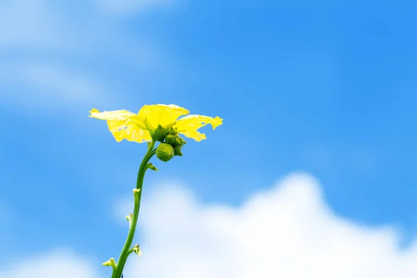 空と明るい黄色の花の低角度のビュー — ストック写真